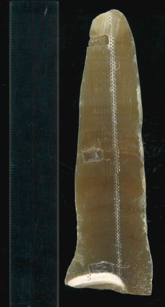 Sample of stalagmite KR19-3. Credit: Eleonora Regattieri