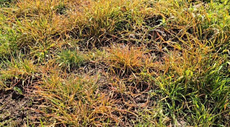 We Lost Everything In Syria: How Israeli Herbicides Destroyed Quneitra Crops And Pastures 44 Plants growing on agricultural land in the southern Quneitra village of al-Isha yellow and dry in an area sprayed with herbicides by Israeli aircraft, 4/2/2026