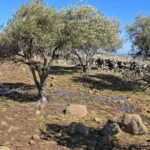 Plants and grasses growing around olive trees west of the Quneitra countryside village of Kudna are yellowed and dying after the area was sprayed with herbicides by Israeli aircraft, 4/2/2026 (Syria Direct)