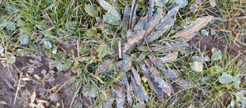 We Lost Everything In Syria: How Israeli Herbicides Destroyed Quneitra Crops And Pastures 47 White dots cover plants and grasses hours after they were sprayed with herbicides by Israel in pastures near Quneitra’s Kudna village, 25/1/2026