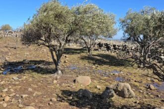 Plants and grasses growing around olive trees west of the Quneitra countryside village of Kudna are yellowed and dying after the area was sprayed with herbicides by Israeli aircraft, 4/2/2026 (Syria Direct)