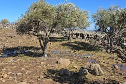 Plants and grasses growing around olive trees west of the Quneitra countryside village of Kudna are yellowed and dying after the area was sprayed with herbicides by Israeli aircraft, 4/2/2026 (Syria Direct)