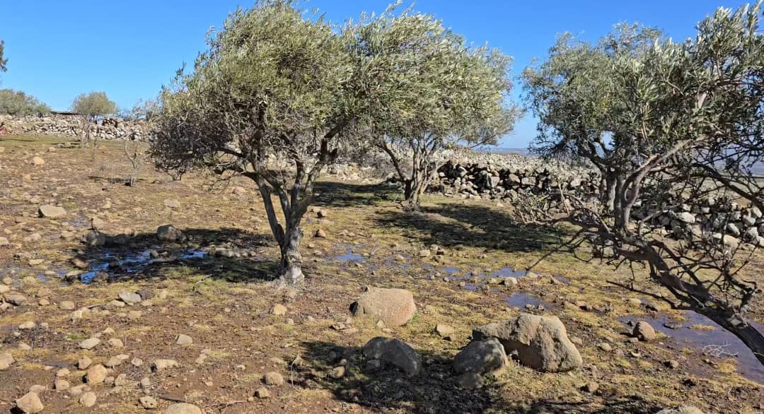 We Lost Everything In Syria: How Israeli Herbicides Destroyed Quneitra Crops And Pastures 43 Plants and grasses growing around olive trees west of the Quneitra countryside village of Kudna are yellowed and dying after the area was sprayed with herbicides by Israeli aircraft, 4/2/2026 (Syria Direct)